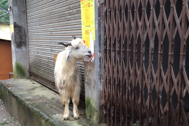The goats LOVEd eating the adverts on the walls!