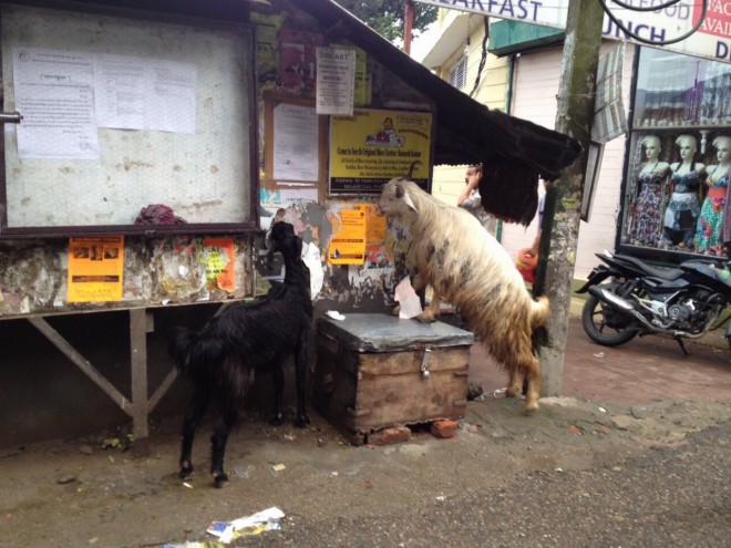 The goats LOVE eating the adverts off the walls!