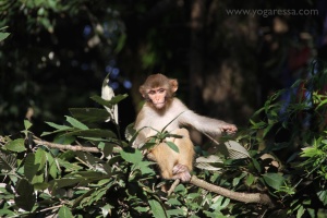 McLeod-Ganj-monkeys