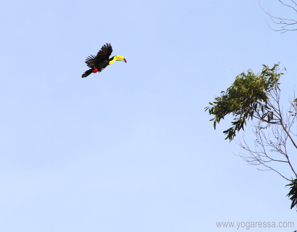 toucan in flight